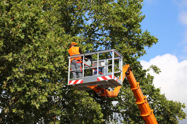 Tree Removal for Businesses in Charleston, SC